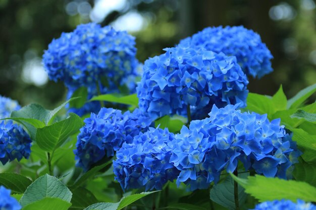 写真 青いホルテンジアの花のクローズアップ