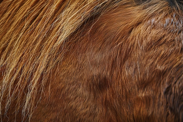 写真 ブラウン・ベイ・ホースの毛皮のテクスチャのクローズアップ 抽象的な背景