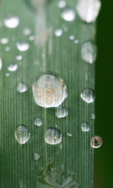 写真 水滴の泡のクローズアップ