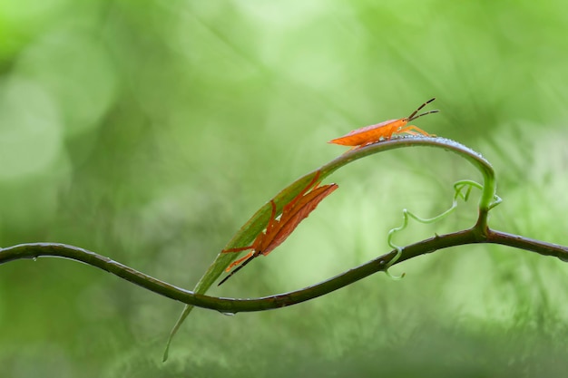 写真 外の芽のクローズアップ