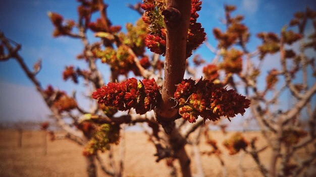 写真 木の枝の芽のクローズアップ