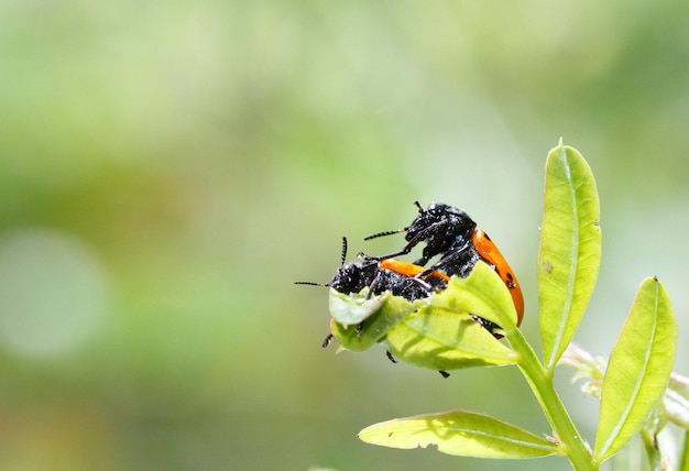 写真 葉の上の虫のクローズアップ