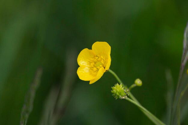 사진 녹색 흐릿한 배경에 buttercups의 클로즈업