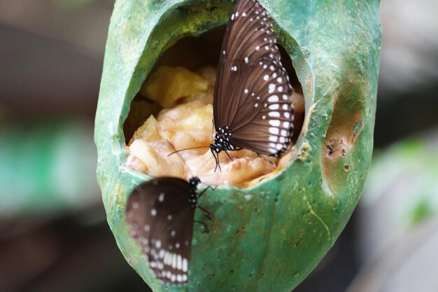 Фото Крупный план поедания бабочек