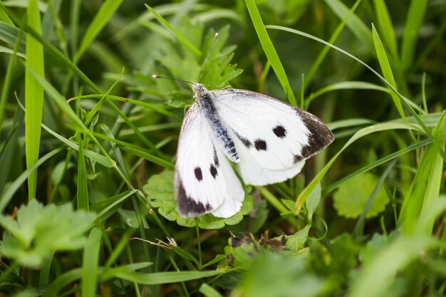 写真 花の上にある蝶のクローズアップ