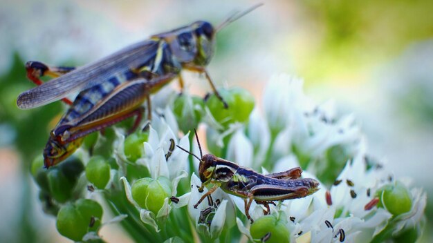 写真 花の上にある蝶のクローズアップ