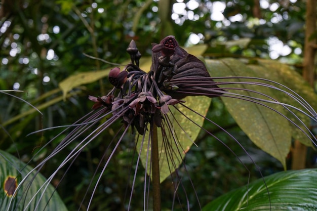 写真 花の上にある蝶のクローズアップ