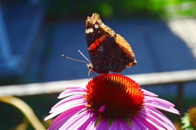 写真 花の上にある蝶のクローズアップ