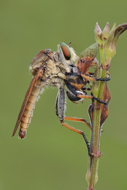 写真 花の上にある蝶のクローズアップ