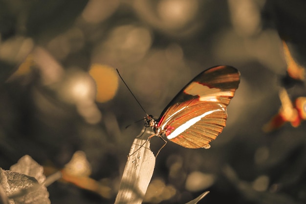 写真 花の上にある蝶のクローズアップ