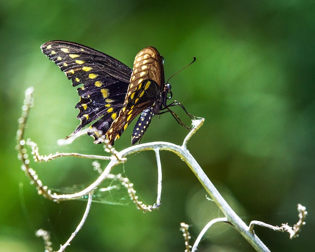 写真 花の上にある蝶のクローズアップ