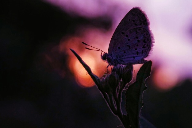 写真 花の上にある蝶のクローズアップ