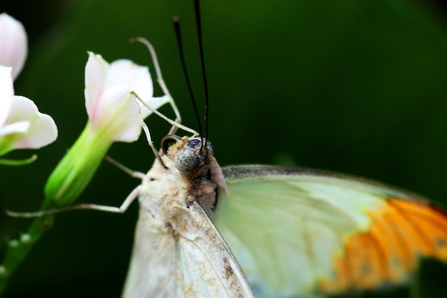 写真 花の上にある蝶のクローズアップ