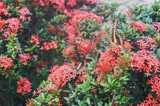 写真 花の植物の蝶のクローズアップ