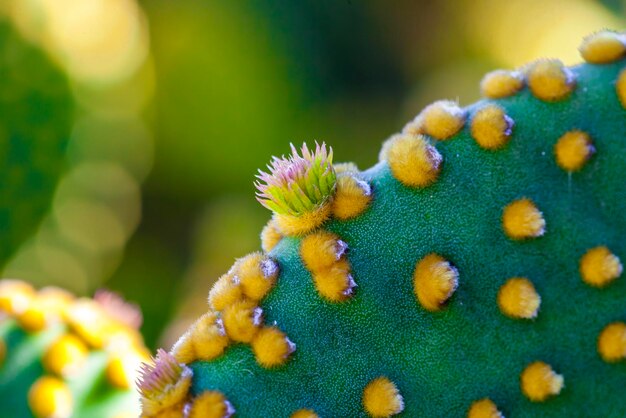 写真 花の上の蝶のクローズアップ