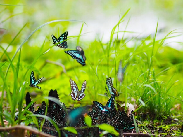 写真 草の上にある蝶のクローズアップ