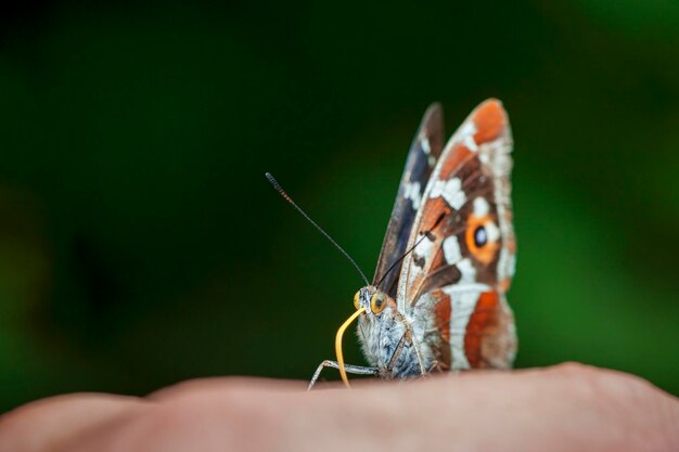 Фото Крупный план бабочки на руке