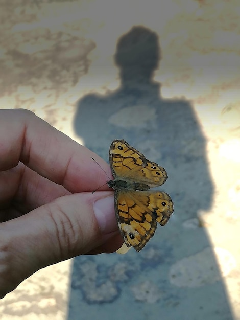 Фото Крупный план бабочки на руке
