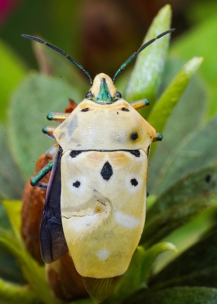 写真 葉の上の蝶のクローズアップ