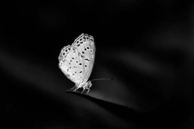 写真 葉の上の蝶のクローズアップ