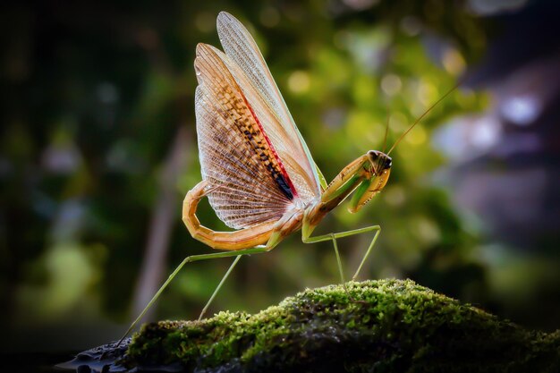 写真 葉の上の蝶のクローズアップ