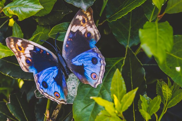 写真 葉の上の蝶のクローズアップ