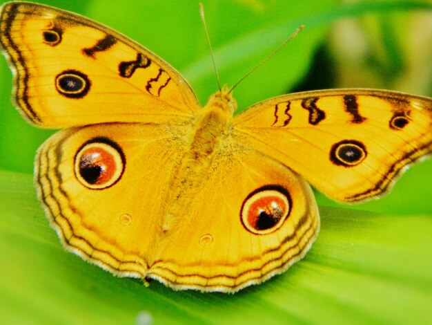 写真 葉の上の蝶のクローズアップ