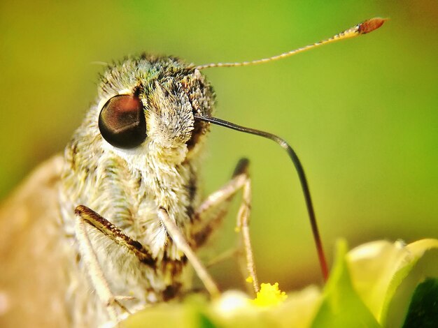 写真 葉の上の蝶のクローズアップ