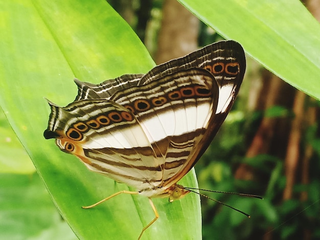 写真 葉の上の蝶のクローズアップ