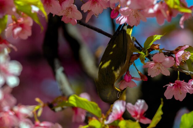 写真 ピンクの桜の花の上にある蝶のクローズアップ