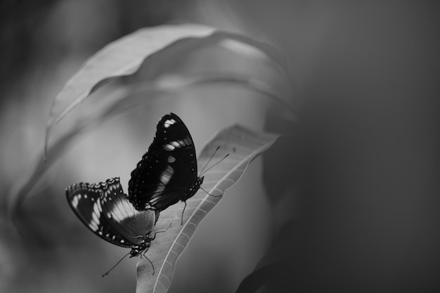 写真 植物上の蝶のクローズアップ