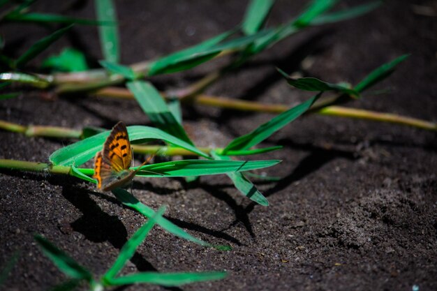 写真 植物上の蝶のクローズアップ