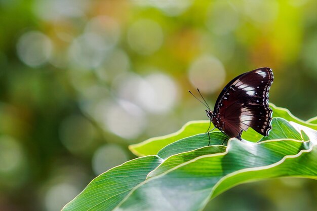 写真 植物上の蝶のクローズアップ