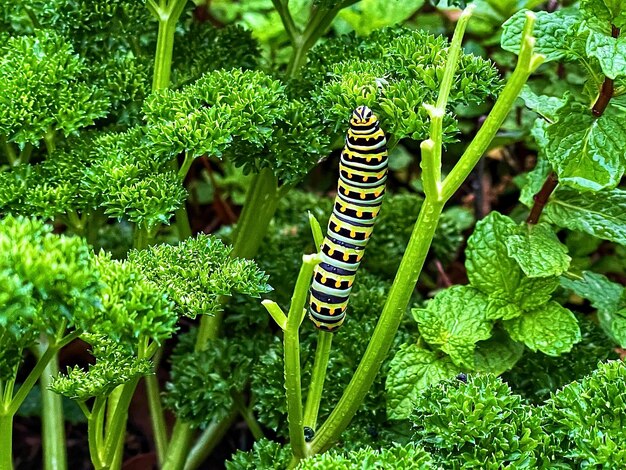 写真 植物上の蝶のクローズアップ