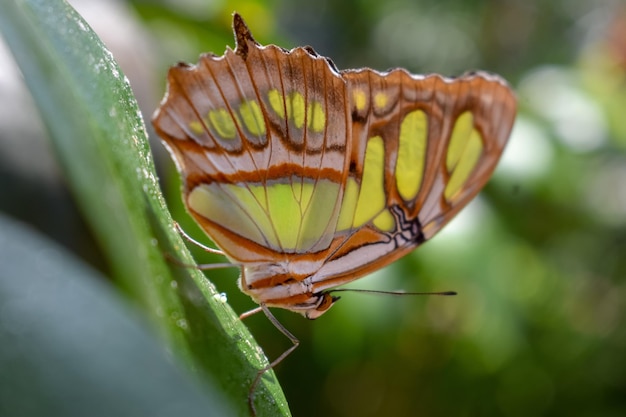 写真 植物上の蝶のクローズアップ