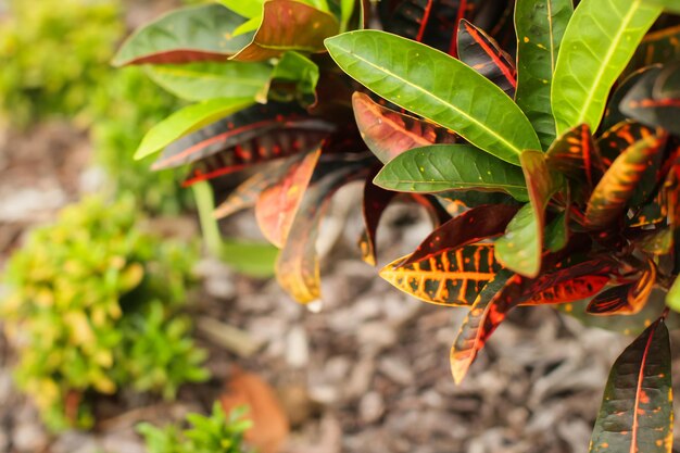 写真 植物上の蝶のクローズアップ