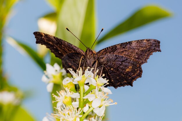 写真 植物上の蝶のクローズアップ