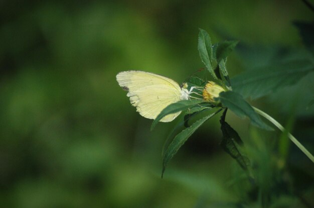 写真 植物上の蝶のクローズアップ