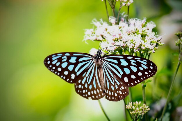 写真 植物上の蝶のクローズアップ