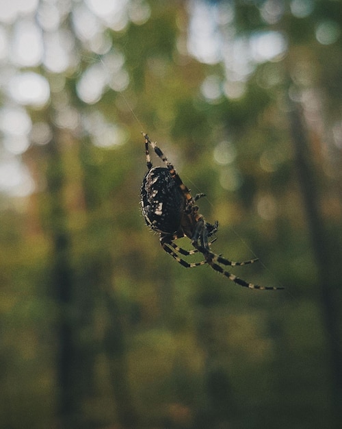 写真 植物上の蝶のクローズアップ