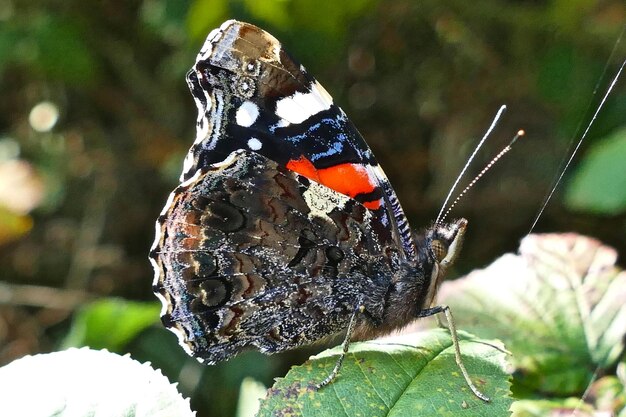 写真 植物上の蝶のクローズアップ