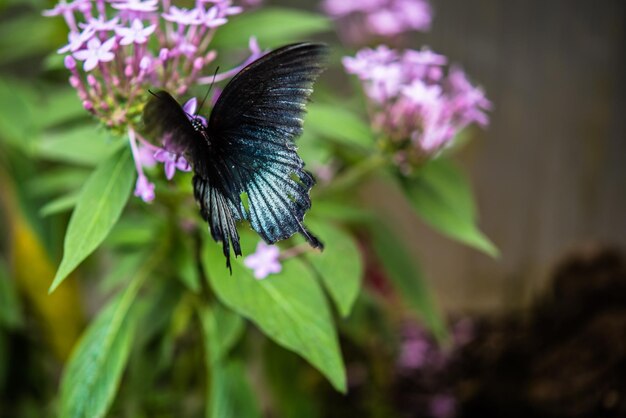 写真 紫色の花の蝶のクローズアップ