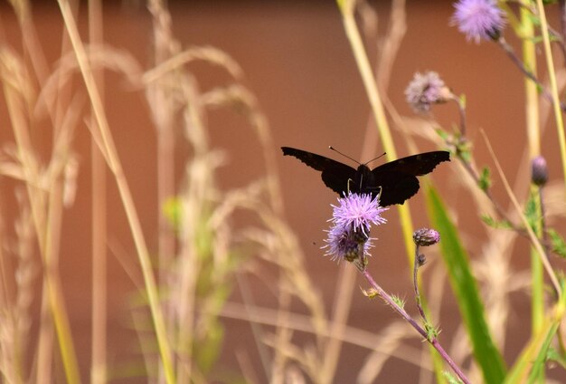 写真 紫色の花の蝶のクローズアップ