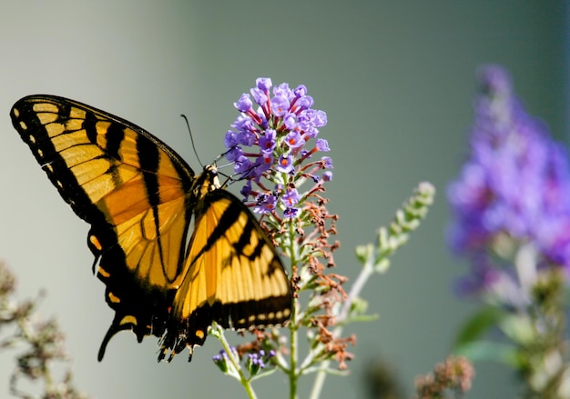 Фото Близкий план бабочки на фиолетовом цвете