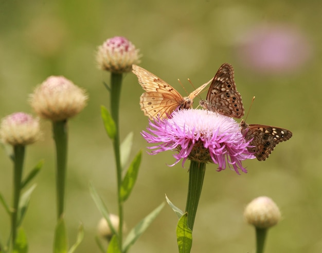 写真 紫の花を ⁇ かせる植物の蝶のクローズアップ