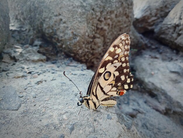 写真 岩の上にある蝶のクローズアップ
