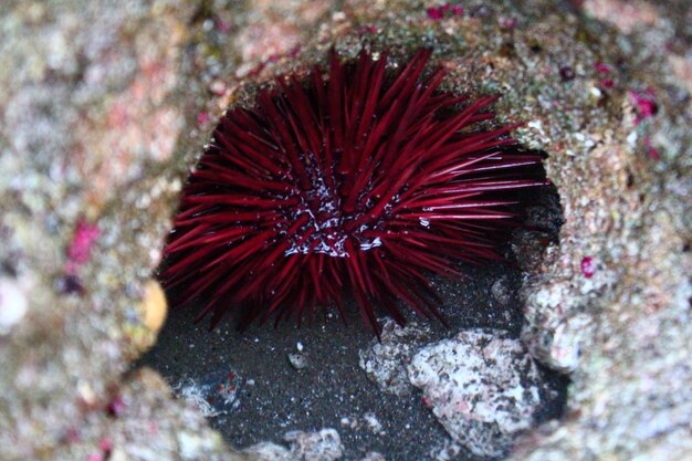 写真 海上の蝶のクローズアップ