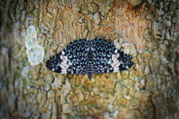 写真 木の幹の上にある蝶のクローズアップ