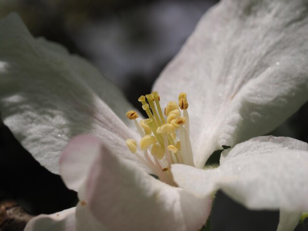 写真 白い花の上にある蝶のクローズアップ