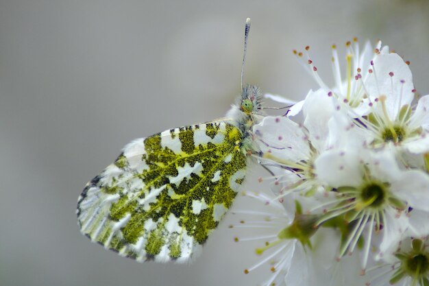 写真 白い花の植物の蝶のクローズアップ